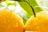 橙子太光鮮要警惕 教你識別染色橙子