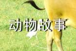 動(dòng)物故事童話(huà)的作文六篇