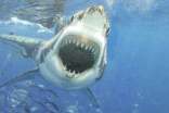 關(guān)于鯊魚(yú)的作文【實(shí)用】